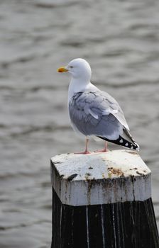 Adult herring gull resting on a post along Amstel river