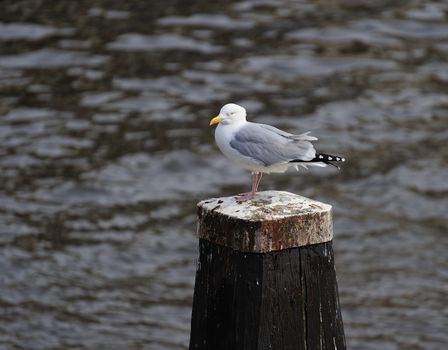 Adult herring gull resting on a post along Amstel river
