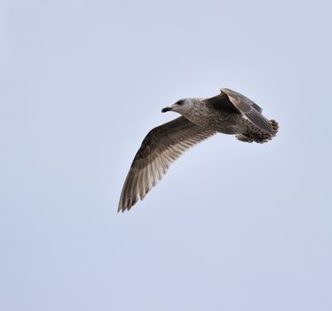 Juvenile herring gull soaring in blue sky