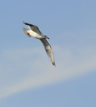 Adult herring gull soaring in blue sky 