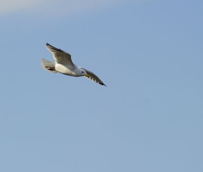 Adult herring gull soaring in blue sky 