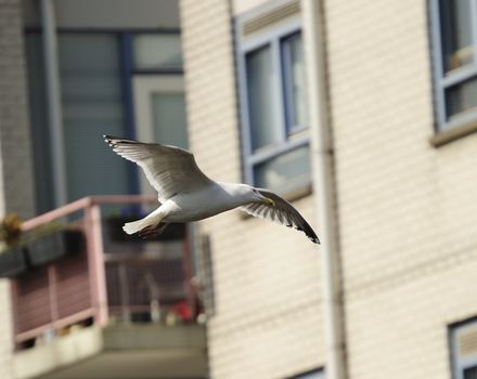 herring gull soaring among city buildings