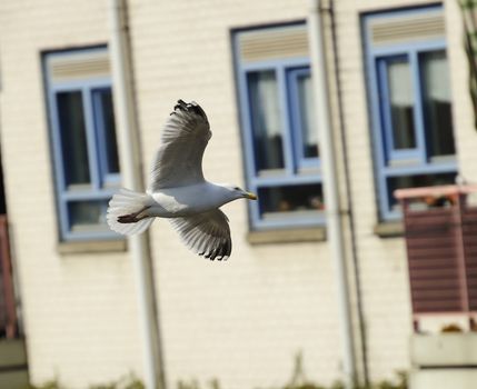 herring gull soaring among city buildings