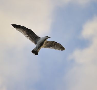 Juvenile herring gull soaring in blue sky