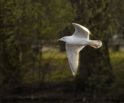 Juvenile herring gull soaring among woods in a park