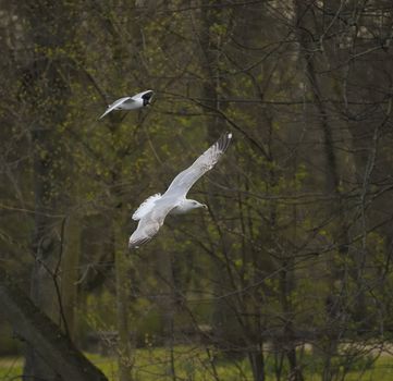 Juvenile herring gull soaring among woods in a park