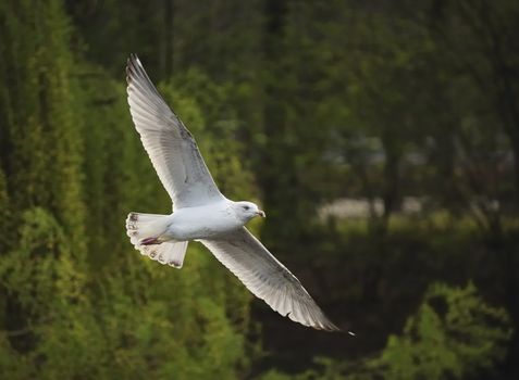 Juvenile herring gull soaring sideways among woods in a park