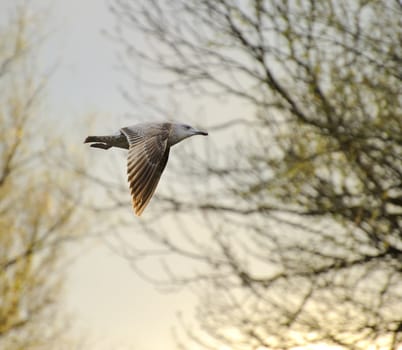 Juvenile herring gull soaring in blue sky