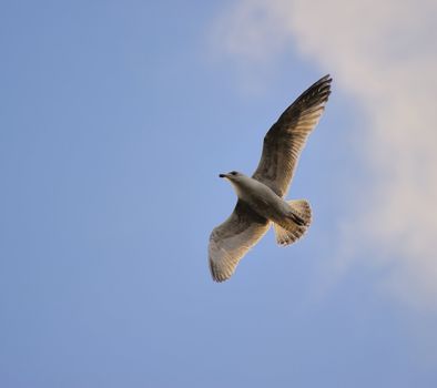 Juvenile herring gull soaring in blue sky, turning direction