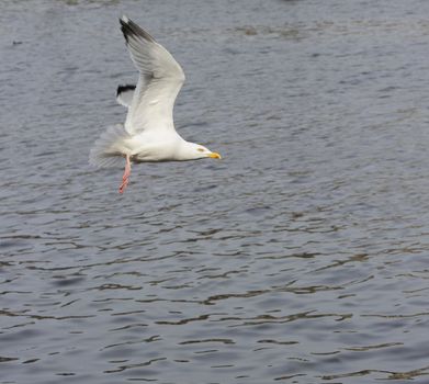 Adult herring gull soaring on Amstel river, preparing for landing