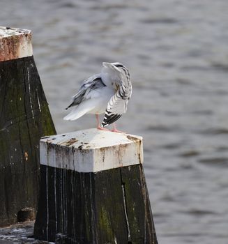 Adult herring gull resting on post along Amstel river, teasing feather, with head embeded among its feathers