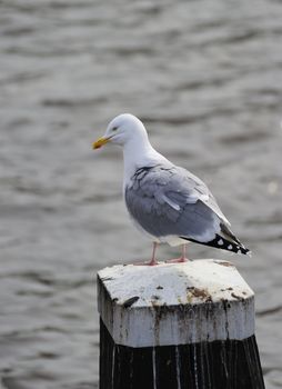 Adult herring gull resting on a post along Amstel river