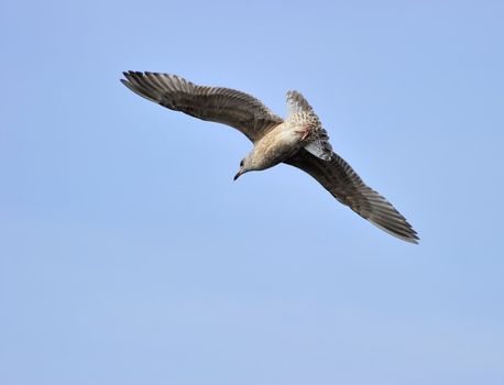 Juvenile herring gull soaring in blue sky