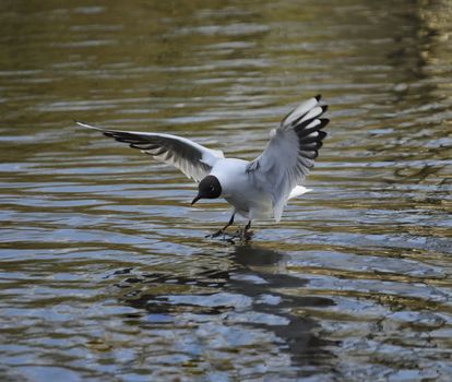 Black headed gull landing on wavy lake