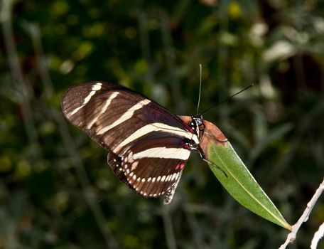 Butterflies