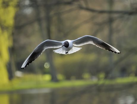 Black headed gull soaring on a lake