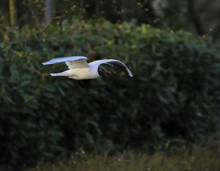 Black headed gull soaring among green woods
