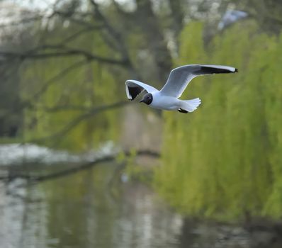 Black headed gull soaring among green woods