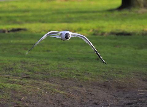 Black headed gull soaring in a park