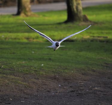 Black headed gull soaring in a park