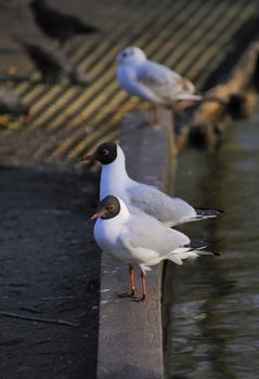 Black headed gulls roosting forming lineup on a lake bank