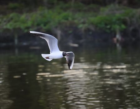 Black headed gull soaring on a lake