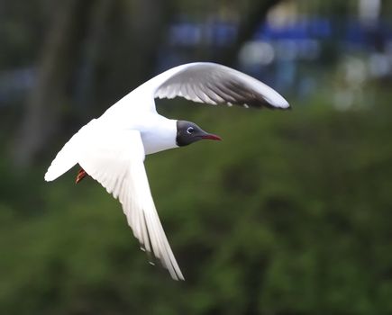 Black headed gull soaring in a park