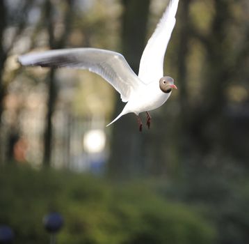 Black headed gull soaring in a park