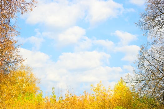 Autumn at the park. Landscape