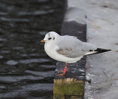 Juvenile black headed gull resting on bank of a lake