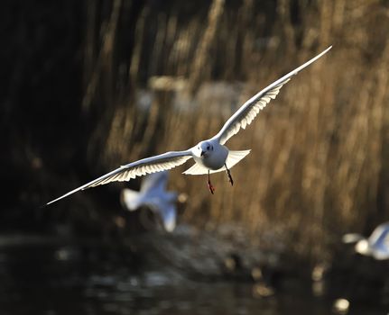 Black headed gull soaring on a lake in winter