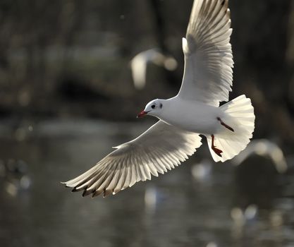 Black headed gull soaring on a lake in winter with fully open wings