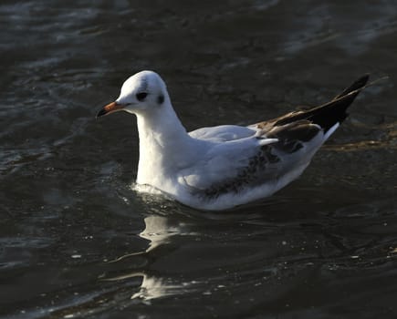 Black headed gull swimming on a wavy lake