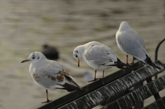 Black headed gulls resting on a chair along a lake bank