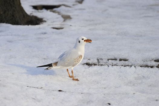 Juvenile black headed gull eating on ice