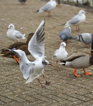 Black headed gull landing on concrete road