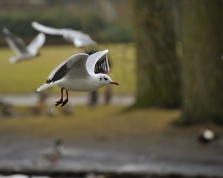 Juvenile black headed gull soaring in a park