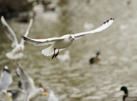 Juvenile black headed gull soaring on a lake