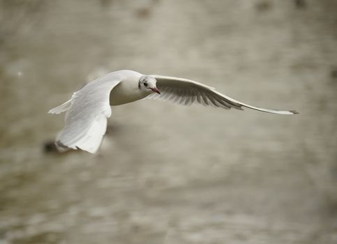 Juvenile black headed gull soaring on a lake