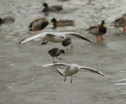 Black headed gull soaring on an icy lake