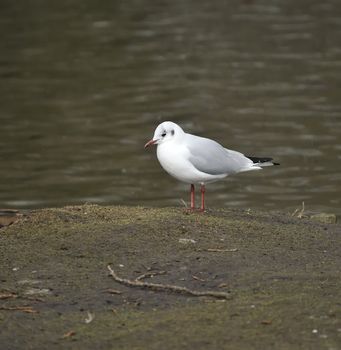 Black headed gull resting in rain along a lake bank