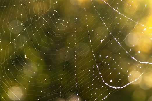 ?lose up of a spider web with water drops 