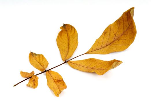 The fallen autumn sheet of a walnut. A close up