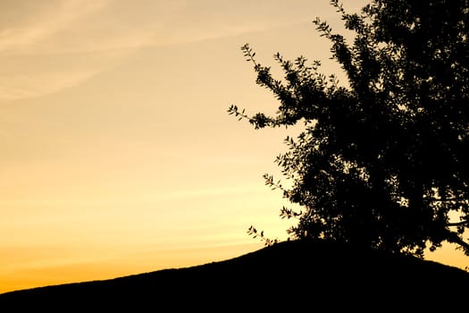 Silhouettes of a tree and a mountain in the evening light