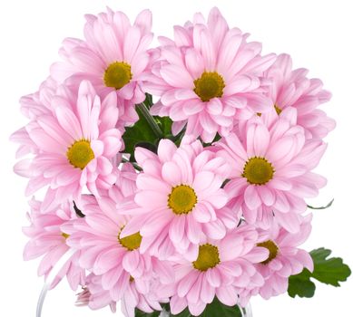 close-up pink chrysanthemum flowers bouquet, isolated on white