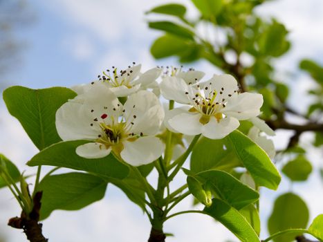 close-up blooming pear tree