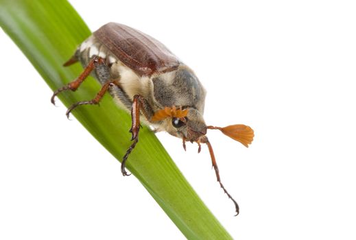 close-up creeping may-bug, isolated on white