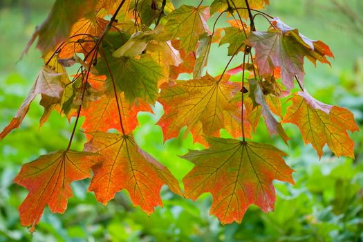 autumn maple leaves background