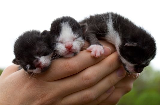 three newborn kittens in hands