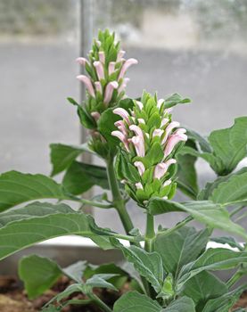 brazilian plume flower ( justicea carnea)  